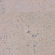 Corkart Narrow Plank HDF CU3 186w WC B